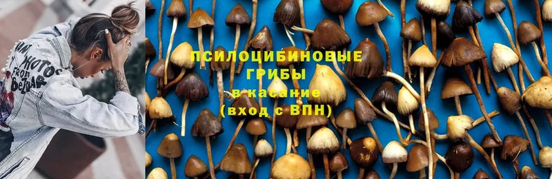 где найти наркотики  Ефремов  Галлюциногенные грибы Cubensis 